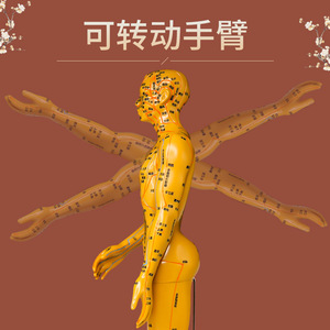 Modèle de méridien masculin Huayikang 50 cm, figurine de points d'acupuncture en PVC réutilisable, modèle de médecine traditionnelle chinoise - Product Image 4