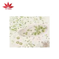 Individual slide Paramecium w.m microscope slide biological microscope slides for teaching
