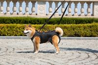 Harnais de Soutien Réglable de Luxe pour Chiens, Respirant, Aide à la Mobilité pour Animaux Âgés, Rééducation Post-Opératoire, avec Bouton