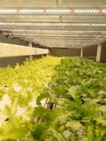 Reinfa MicroStack Vertical Grow System Solution hydroponique avancée pour la culture de microgreen d'intérieur de qualité supérieure