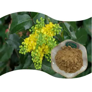 Factory Supply High Quality Mahonia Aquifolium Root Extract 10:1 Mahonia Aquifolium Extract