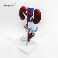 Sistema urogenital masculino, pene y testículo hechos de plástico de PVC, modelo de anatomía, cuerpo humano