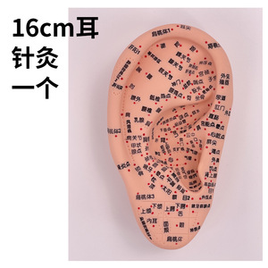 Modelo de acupuntura auricular ultraclaro con múltiples puntos grabados, modelo de puntos de acupuntura para el oído, masaje y terapia auricular, 16 cm - Product Image 1