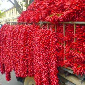 جودة التصدير ، الفلفل الأحمر المجفف على الطراز الهندي متوفر بسعر الجملة من المصدر الهندي - Product Image 2