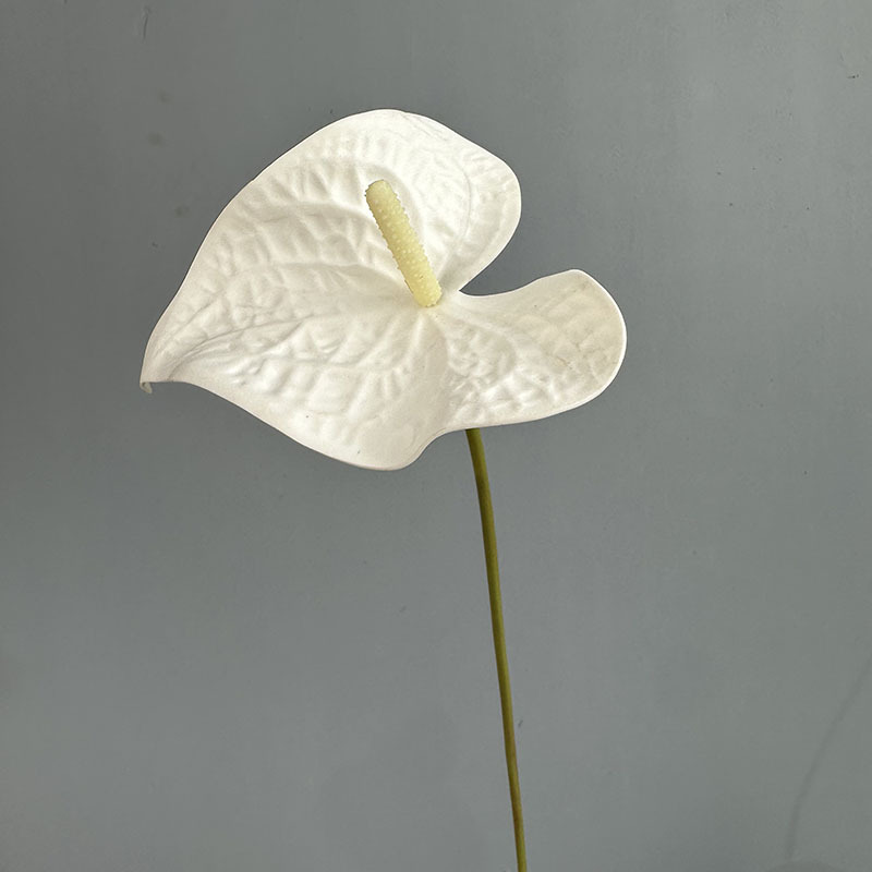 Ev trumpet red palm-pure white