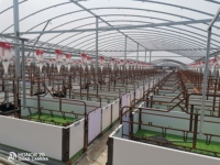 Équipement d'élevage de porcs de style américain, nouvelle construction, économique, stalles de mise bas, cages de gestation, ligne d'alimentation
