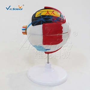 Lames préparées pour microscope du modèle de <span class=keywords><strong>formation</strong></span> scientifique ophtalmologique pour les écoles et les hôpitaux, en PVC, marque Vic Science - Product Image 5