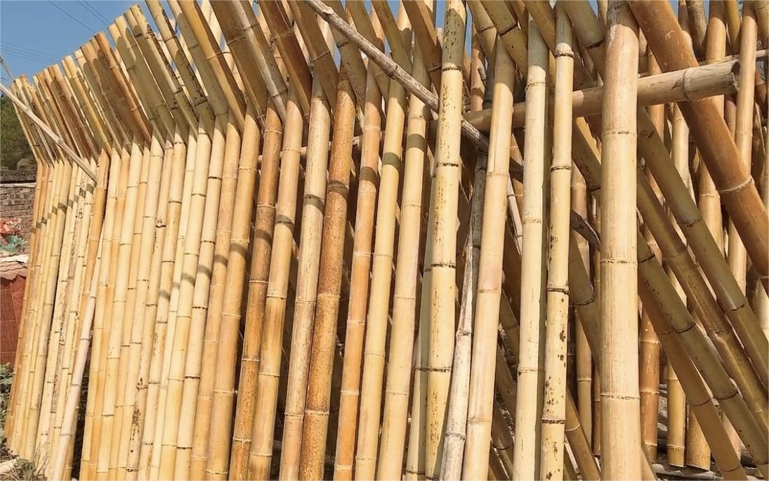 bamboo building large