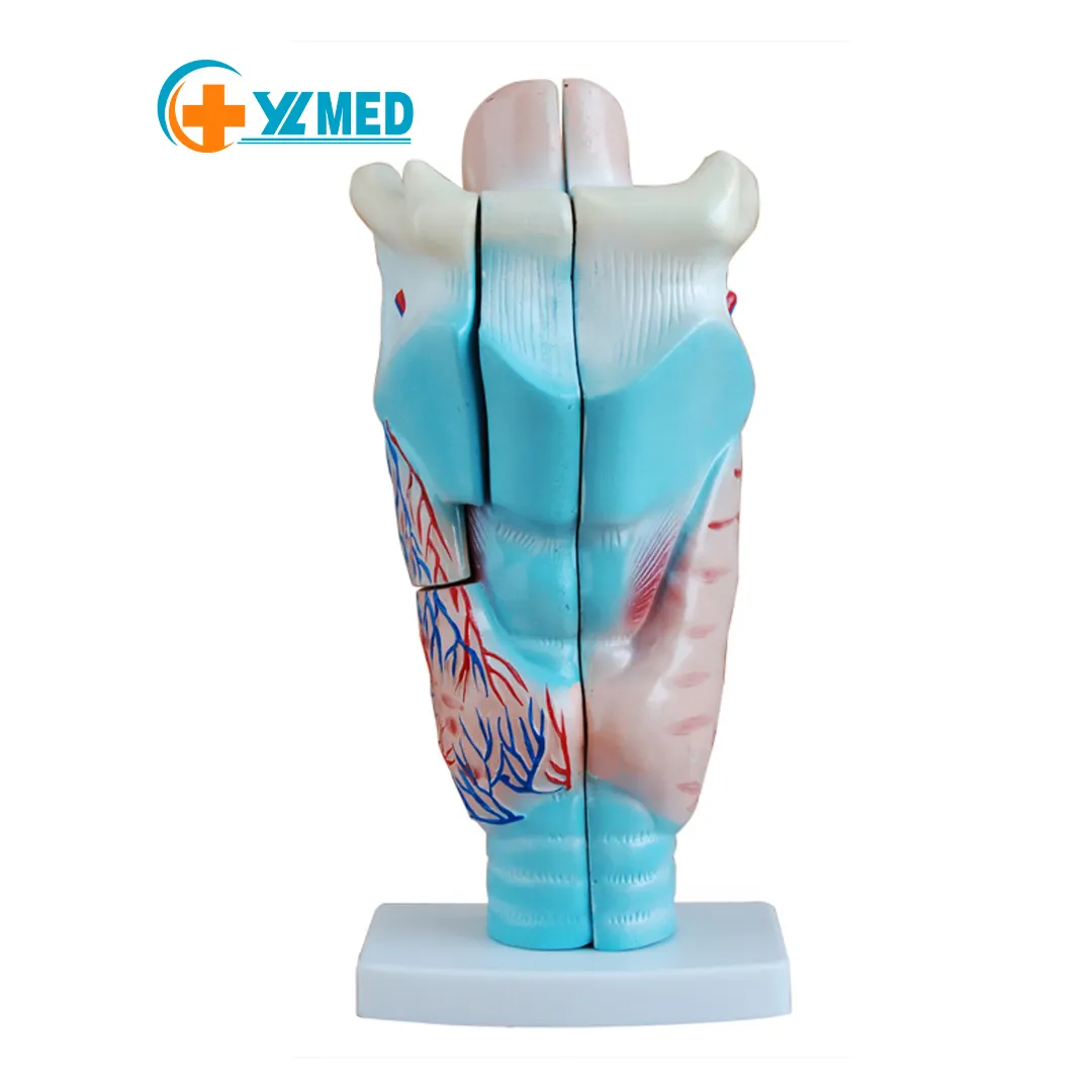 人間のLarynxモデル3倍の解剖学的喉Pharynxモデル拡大された人間の喉モデル医学部のデモンストレーション