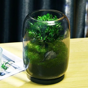 Vase <span class=keywords><strong>en</strong></span> <span class=keywords><strong>verre</strong></span> créatif <span class=keywords><strong>en</strong></span> mousse micro-paysage bonsaï bouteille écologique bonsaï arbre de vie ornements de bureau de bureau - Product Image 5