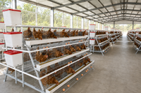 Nouvelle Offre Spéciale : Cage à Poules Pondeuses en Batterie Type A Galvanisée, 3 Niveaux, 4 Portes, Grande Capacité (96 Poules), Gain de Place, avec Mangeoire en PVC et Pipette d'Alimentation