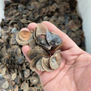 Conchiglia di Conca Marina Naturale ad Alta Purezza per Fragranze al Muschio - Product Image 4