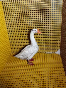 Rejillas de Fibra de Vidrio Resistentes a la Corrosión Ácida y Alcalina de Alta Calidad, Superficie Lisa para la Industria Química, Corte y Procesamiento Personalizados - Product Image 4