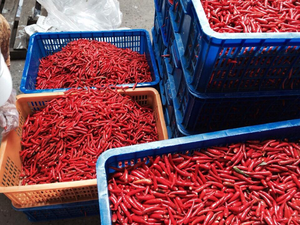 สินค้าขายดี!! พริกแดงสดเวียดนาม ปี 2023 ราคาแข่งขัน คุณภาพสูง มาตรฐานส่งออก ขายโดย VIETSEAFARM ธรรมชาติ 100% - Product Image 5