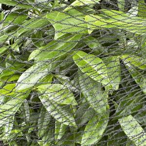 Duurzaam Vogelnet Anti-Vogelnetten Tuinbescherming HDPE Warp Knitting Hot <span class=keywords><strong>Sale</strong></span> Vogelnetten voor Landbouw - Product Image 5