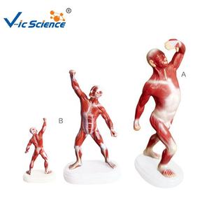 Modelo Anatómico de Músculos Superficiales del Hombre, Torso Mini Biseccionado para Entrenamiento Médico <span class=keywords><strong>en</strong></span> Escuelas y Hospitales, Material PVC - Product Image 2