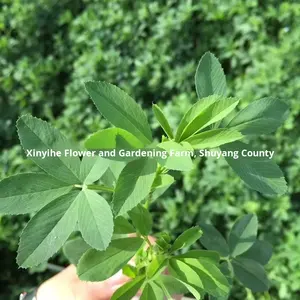 Graines d'herbe de seigle, huile sauvage, pâturage quatre saisons, luzerne, <span class=keywords><strong>chicorée</strong></span> résistante au froid, haut rendement, bétail, moutons, poulets, oies, poissons, herbe - Product Image 3