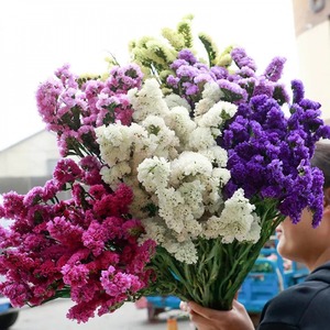 Ramo de Flores Secas, <span class=keywords><strong>No</strong></span> Me Olvides, Flores Secas <span class=keywords><strong>para</strong></span> Decoración del Hogar, Decoración de Bodas - Product Image 6