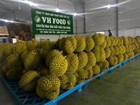 Buah Tropis Vietnam Rasa Kaya Segar Durian Utuh RI6 Grade-B 20-30cm 1.8-2.5kg Warna Kuning Alami VH Food Tahan 1 Bulan