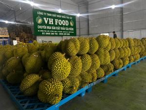 ผลไม้เขตร้อนเวียดนาม รสชาติเข้มข้น สดใหม่ ทุเรียนทั้งลูก เกรด RI6-B ขนาด 20-30 ซม. น้ำหนัก 1.8-2.5 กก. สีเหลืองธรรมชาติ VH Food อายุการเก็บรักษา 1 เดือน - Product Image 6