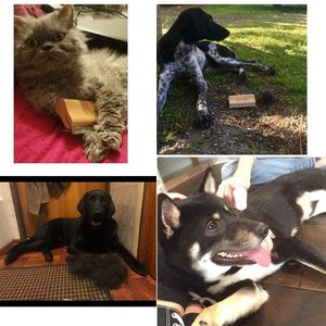 Đổ Công Cụ Gỗ Chú Rể Bàn Chải, Deshedding Grooming Công Cụ, Vật Nuôi Chuyên Nghiệp Bằng Gỗ Groomer - Product Image 6