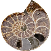 Nouvel Arrivage : Tranches d'Ammonites Naturelles Polies - Fossiles de Conques Brutes pour une Décoration Intérieure Élégante