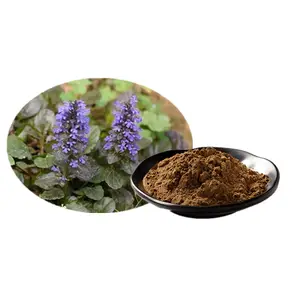 Honghao Hot Sale supply free sample 10% turkesterone ajuga turkestanica extract