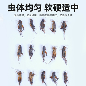 Insectes Conservés Aliment pour Reptiles Riches en Protéines : Grillons, Vers de Farine, Dubia, Orge pour Tortues, Oiseaux, Hamsters, Chinchillas – Boîte de 40g - Product Image 3