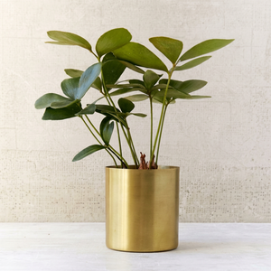 Vase à fleurs cylindrique en métal doré satiné – Contenant pour plantes d'intérieur à finition dorée sans joint pour bureaux commerciaux et décoration intérieure - Product Image 1