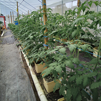 Système de Culture Hydroponique Professionnel à Canaux NFT, Seaux Hollandais et Pots Bato, Haute Qualité 2022, pour la Culture de Tomates, Concombres et Poivrons