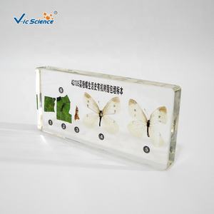 Spécimen d'enseignement de biologie, anatomie de Pieris Rapae en résine, histoire de vie du spécimen en résine, artisanat - Product Image 1