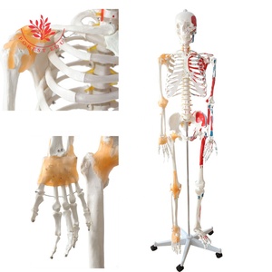 Mô hình bộ xương người 180cm FRT002, kích thước thật, nửa cơ và nửa dây chằng, vẽ tỉ mỉ, mô hình xương khoa học y tế chính xác - Product Image 5