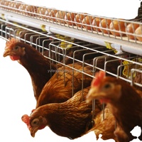 Meilleur prix pour des cages à poules pondeuses de type A avec système d'alimentation et de nettoyage des excréments entièrement automatique pour les poules pondeuses