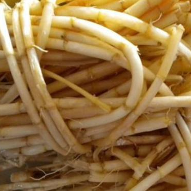 Imperata Cylindrica Extract - Lalang Grass Rhizome Powder