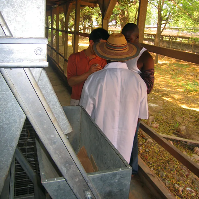 A Type Egg Layer Chicken Shed Coop For Laying Hens