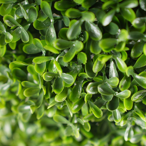 Panel de seto artificial de boj, material PE, 90 cm, resistente al agua y a los rayos UV, tapete, cuadrados para macetas, rollo en espiral, <span class=keywords><strong>Buxus</strong></span> sintético - Product Image 4