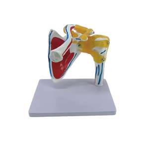 Modelo anatómico 1:1, modelo de articulación de hombro de tamaño real, suministros de enseñanza de ligamento, modelo de esqueleto humano de hombro de ciencia médica - Product Image 4