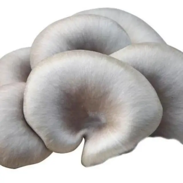 Горячая продажа высокое качество свежий устричный гриб