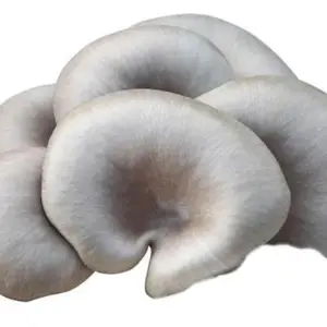 Hot selling high quality fresh oyster mushroom