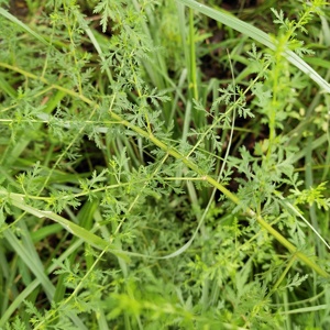 Qing <span class=keywords><strong>Hao</strong></span> Plantas secas silvestres naturales Hojas de Artemisia carvifolia hoja seca para la venta - Product Image 4
