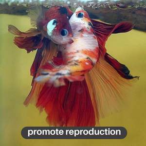 Grandes feuilles <span class=keywords><strong>de</strong></span> <span class=keywords><strong>Catappa</strong></span> pour aquariums, feuilles d'amande, conditionneur d'eau pour Betta, aquarium pour crevettes, décorations pour aquarium <span class=keywords><strong>de</strong></span> Betta, <span class=keywords><strong>feuille</strong></span> <span class=keywords><strong>de</strong></span> Betta - Product Image 5