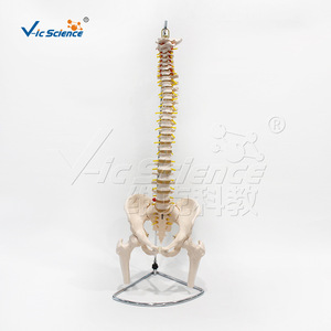 VIC-126 Modèle d'os naturel grand format (colonne vertébrale, bassin et demi-jambe) : Structure de la colonne vertébrale humaine - Product Image 1