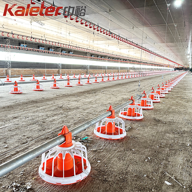 poultry automatic feeding system