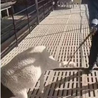 Crochet professionnel pour le maniement des moutons, outil de contrôle du bétail