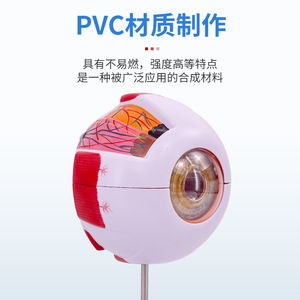 Modelo anatómico de globo ocular humano de alta gama para uso profesional, características faciales, oftalmología, estructura anatómica del ojo, con etiquetado. - Product Image 3