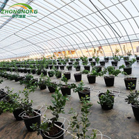 Invernadero Tipo Túnel de Gran Tamaño y Bajo Costo, Personalizable, con Lámina Arqueada de PE para Cultivo Continuo de Frutas y Verduras