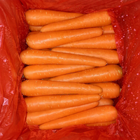Carottes fraîches 10 kg, emballage en cartons, fournitures de carottes fraîches