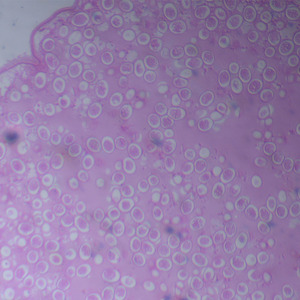 Diapositivas preparadas para Parasitología de Ascaris lumbricoides hembra de 1 pieza de proveedor mayorista - Product Image 4