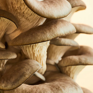 OEM ODM Variedad Home Mushroom Grow Kits Golden Oyster Mushroom Grow Kit <span class=keywords><strong>Bix</strong></span> - Product Image 4