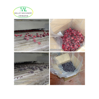 Hotsale Hoge Kwaliteit SUS304 RVS Champignonproductie-apparatuur Automatische Fruit- en Groente IQF Vrieslijn Motor